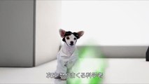 犬版『ドクター・ストレンジ』特別映像-s