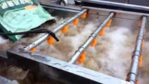 Ginger Cleaning Production Line, Ginger Cutting Machine