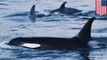Orca whale gangs: Alaskan fishermen report whale pods targeting and robbing their boats