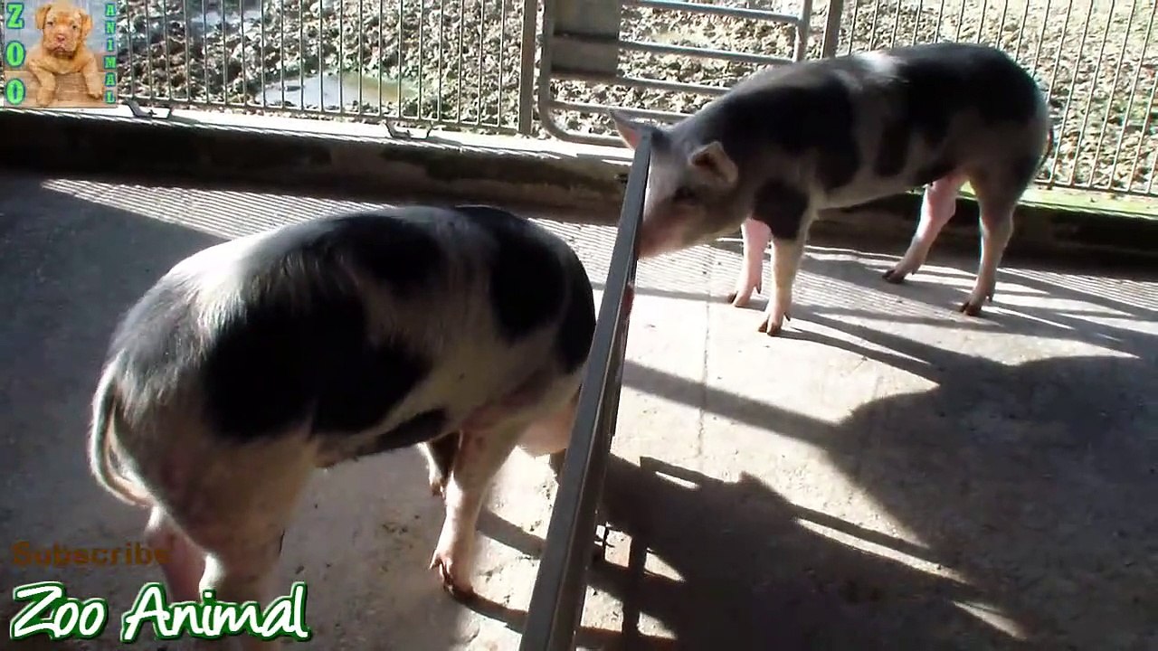 Farm Pigs Super Happy and Funny - Farm Animals videos for kids - Animais