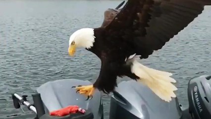 Un Pygargue à tête blanche vole du saumon sur un bateau