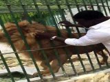 incroyable : Tie Chinger, Eumeu Séne caresse un lion du parc de Hann