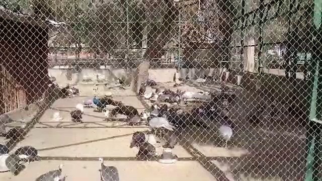 Funny Videos That Will Make You Laugh So Hard You Cry - Just Laughing !!