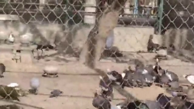 Funny Videos That Will Make You Laugh So Hard You Cry - Just Laughing !!