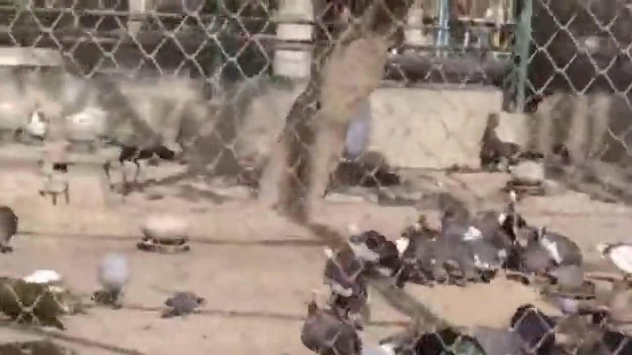 Funny Videos That Will Make You Laugh So Hard You Cry - Just Laughing !!