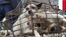 Bali’s dogs are being killed for their meat and sold to tourists as ‘satay’