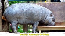 ZOO - Rinoceronte Kanguru Cabras Hipopótamo _  ssRhino Goat Hippo Kangaroo Buffalo _ Funny Animals