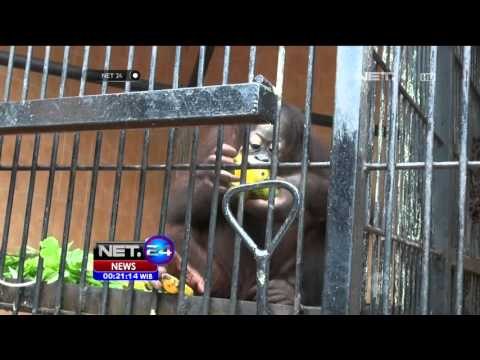 18 Orangutan Dalam Karantina di Bogor - NET24