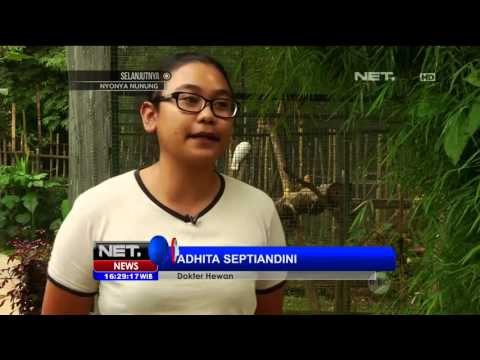 Upaya Konservasi Satwa Liar di Rumah Singga Satwa - NET16