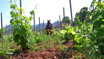 Le ZAP - Des chevaux dans les vignes