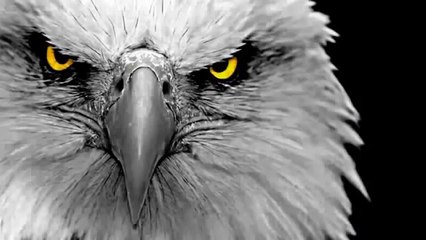 KAVKAZ !!! обращение народам Кавказа !!! Настоящий Арменин (Кавказец) о единстве КАВКАЗА !!!