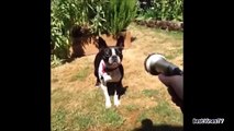NEW _Try Not To Laugh Challengfdgre_ _ Funny Animals Vines Compilation _ Top Funny Pets