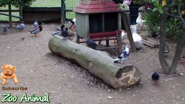 Real Duck Chickens Goose Pigeon Swan