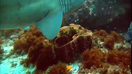 SEA LIONS  Animals for children. Kids videos. Kinderg