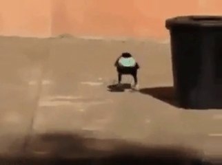 Şu kuş kadar olamadık ya lann