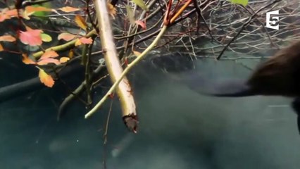 Le castor transforme complètement le paysage -