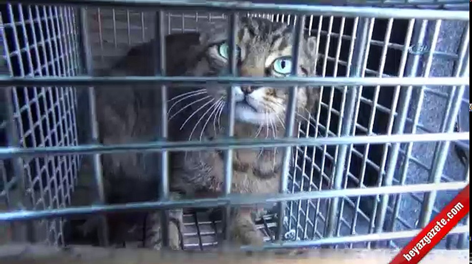 Vahşi yaban kedisini tuzakla yakaladı