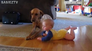 Cute Dogs and Babies Crawling Togeth