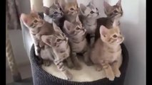 En Komik Kedi Videoları Kesin izle - SEVİMLİ KEDİ VİDEOLARI GÜLMEK GARANTİ