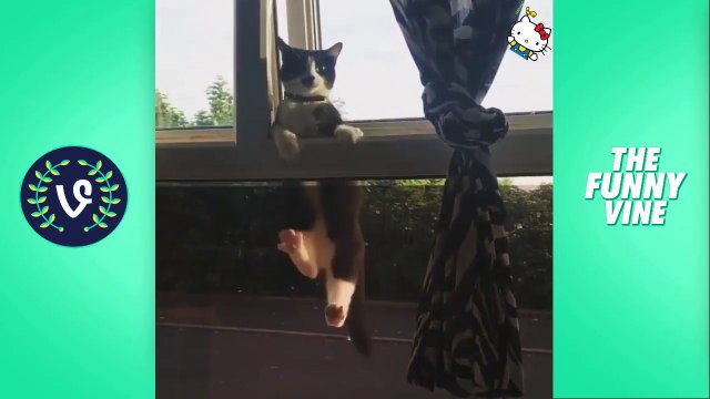 İNANILMAZ KOMİK SEVİMLİ KEDİLER MUTLAKA İZLE - GÜLMEK GARANTİ