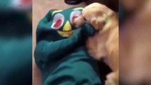 LABRADORS ARE AWESO   [Funny Pets]
