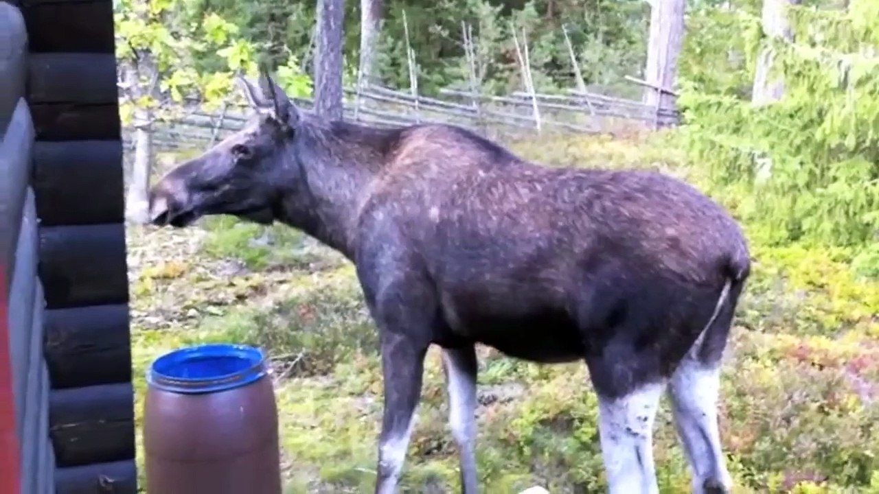 The Moose is Loose - Moose Video for Kids - Wild A