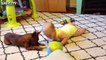 Cute Dogs and Babies Crawling Together - Adorable babies Compilation
