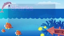 SEA OTTERS  Animals for children. Kids videos. Kindergarten   P