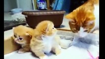 Kittens Talking and Playing wmpilation _ Cat mom hugs baby kitten