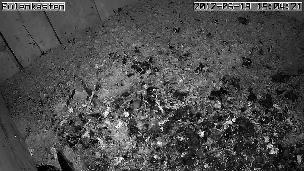 Turmfalken, 19.06.2017