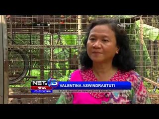 Bekas Topeng Monyet Jalani Perawatan - NET5