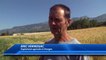 Hautes-Alpes : les agriculteurs fortement impactés par l'orage de grêle à Chorges