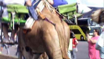 Lanzarote. Camels,Gripes,El-Golfo.