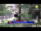 Penampilan Perdana Bayi Panda Pei Pei - NET5