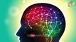 Top 10 Unknown And Mind Blowing Facts About Human Brain | మనిషి మెదడు గురించి 10 షాకింగ్ నిజాలు | CC