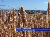 Pšenica i kukuruz u dobrom stanju, 22. jun 2017. (RTV Bor)