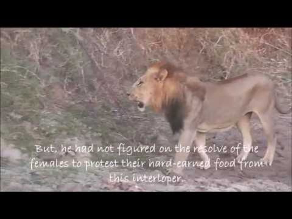 Male Lion Tries to Steal a Kill From Female Pride