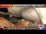 Kolar: Cow Gives Birth To 3 Healthy Calves