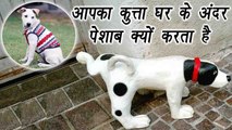 Dog is PEEING indoors; Here's Why | जानें आपका कुत्ता घर के अंदर पेशाब क्यों करता है | Boldsky