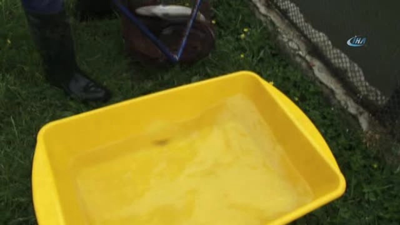 Ziraat Mühendisleri Odası Trabzon Şube Başkanı Pehlevan: "Alabalık Üretimi Yoğun Bakımdadır"