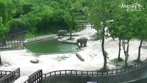 Baby Elephant Saved By Mother And 'Granny' In Dramatic Rescue At South Korean Zoo