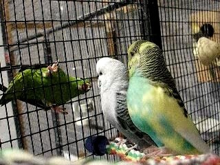 Kiwi attaque vue intérieure