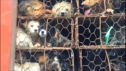 Activists rescue nearly 1,000 dogs and cats heading to slaughterhouses in China