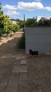 Ce chien va faire ses courses tout seul et c'est adorable