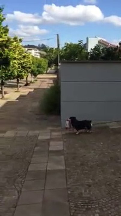 Ce chien va faire ses courses tout seul et c'est adorable