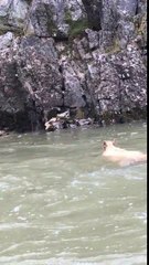 Cet ours essaye de s'extirper d'une rivière rapide !