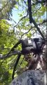 Cet ours escalade un arbre à 1 mètre d'un chasseur !!
