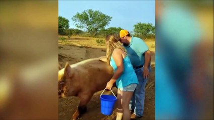 Il veut chevaucher un gros cochon mauvaise idée!