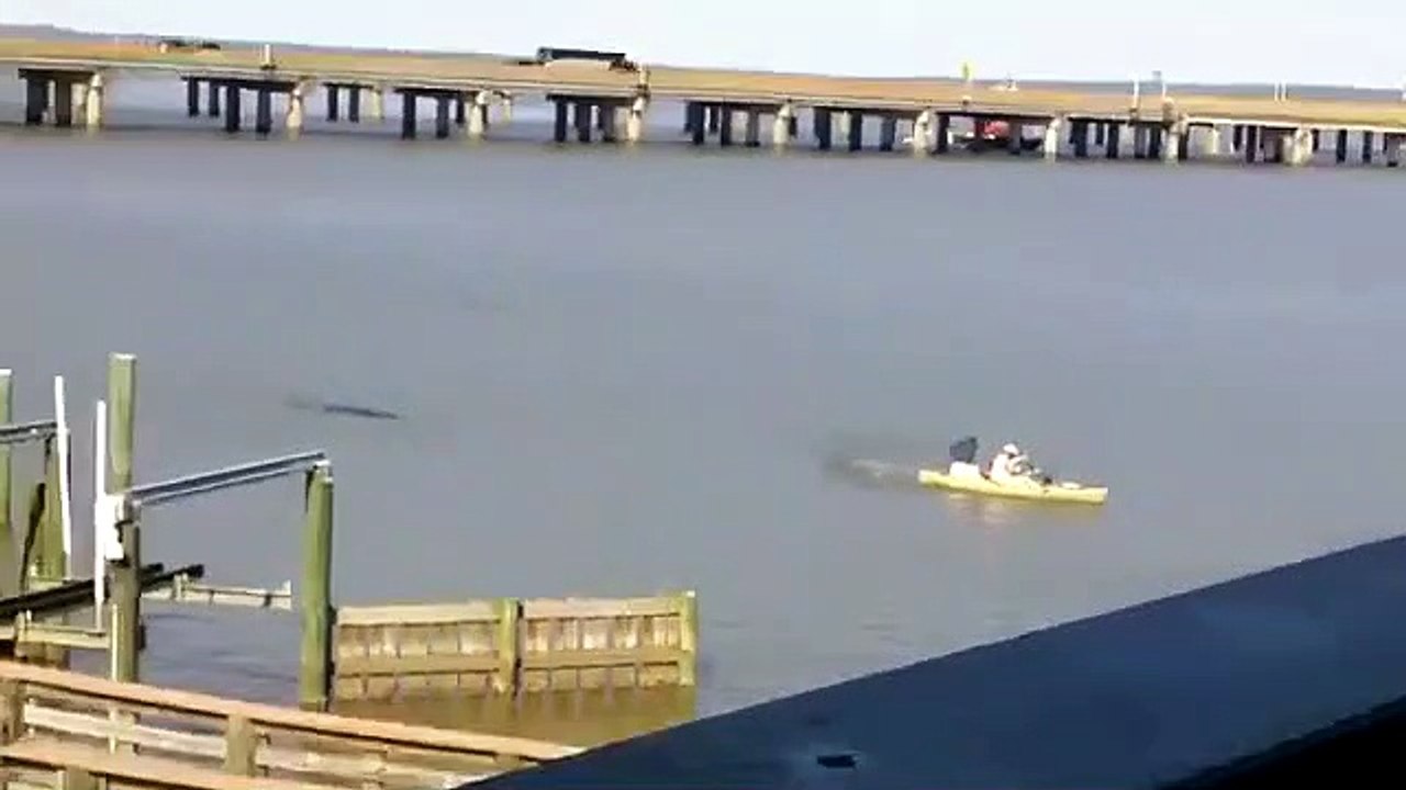 Terrifiant Quand un kayak est poursuivi par un gros alligator !