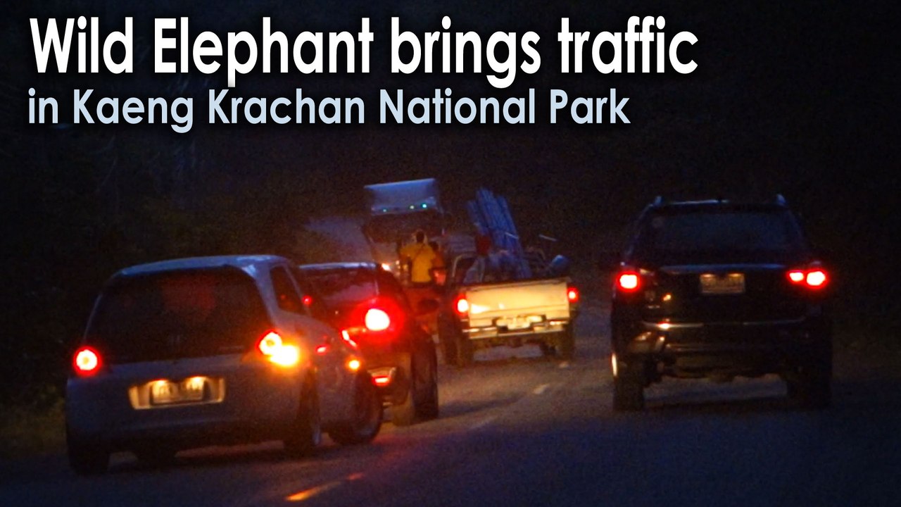 Wild Elephant brings traffic in Kaeng Krachan National Park